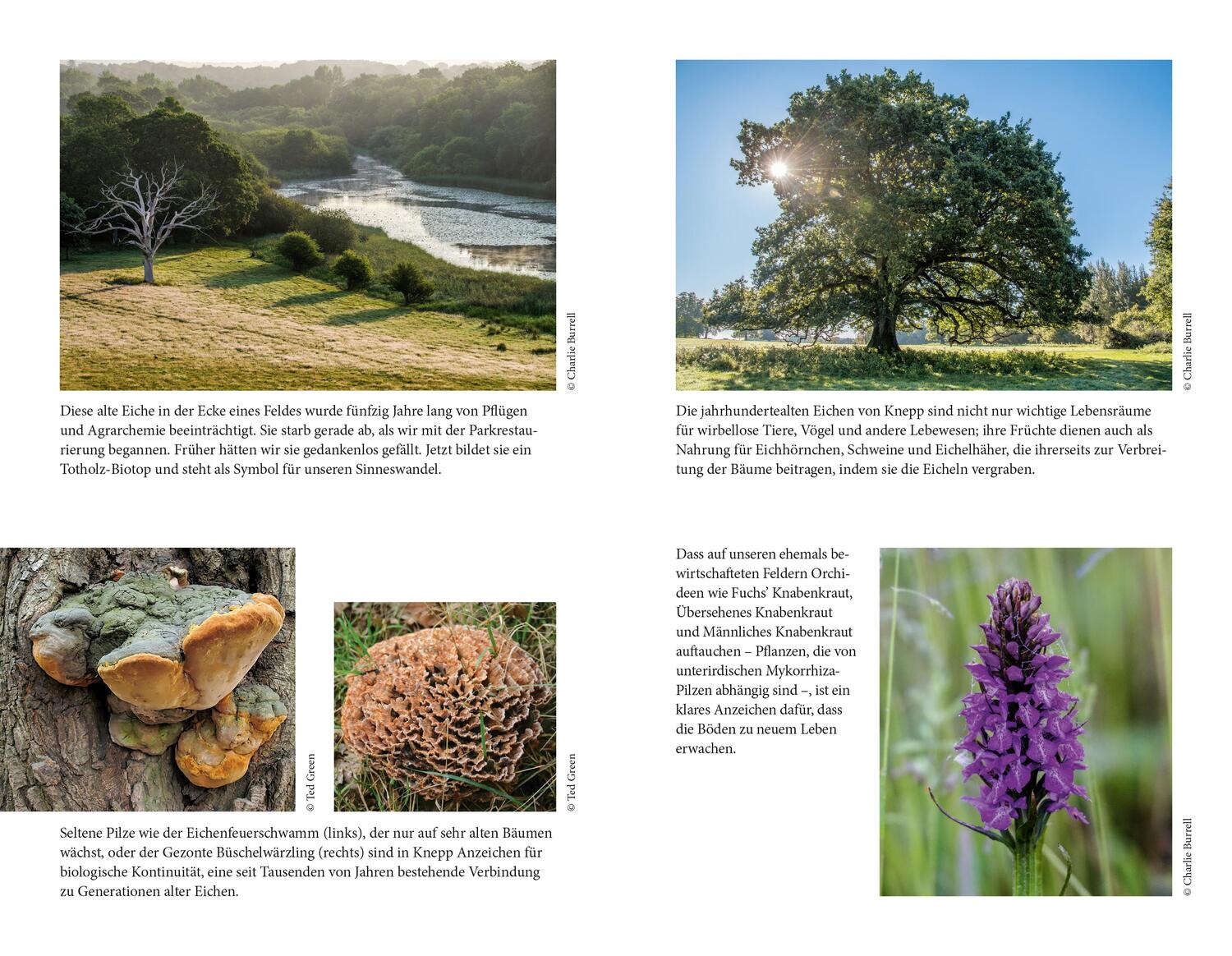 Bild: 9783832181826 | Wildes Land | Die Rückkehr der Natur auf unser Landgut | Isabella Tree