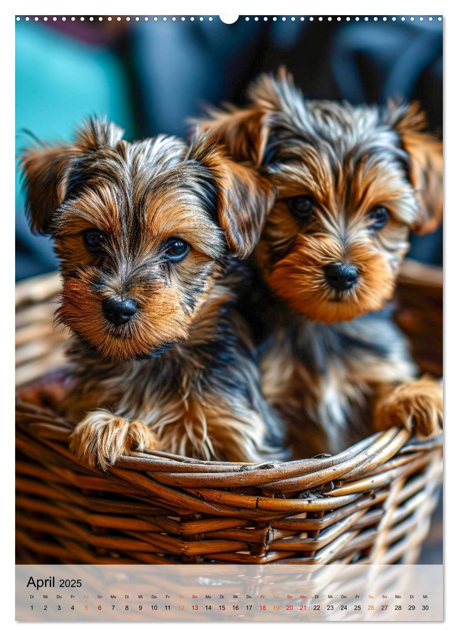 Bild: 9783383771767 | Yorkshire Terrier - ein Hund mit starkem Charakter (hochwertiger...