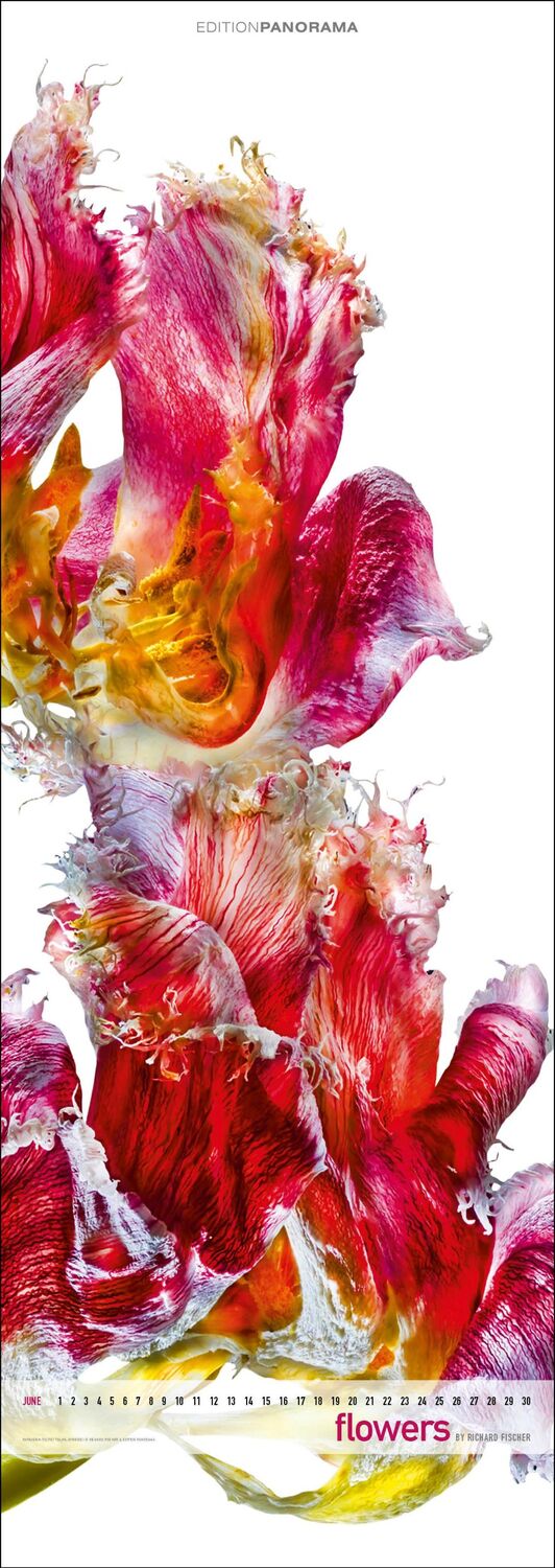 Bild: 9783898236287 | Flowers | NEU 2024 - Immerwährender Vertikal-Kalender, 40 x 110 cm