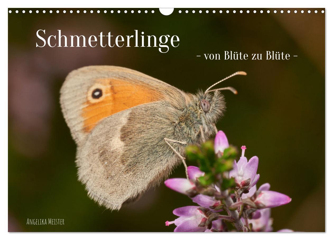 Cover: 9783383973659 | Schmetterlinge - von Blüte zu Blüte - (Wandkalender 2025 DIN A3...