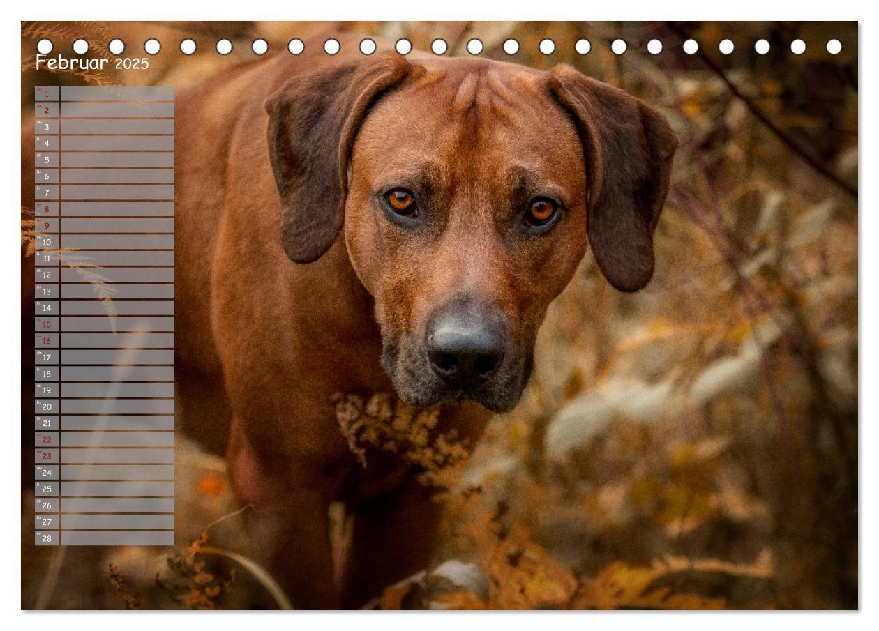 Bild: 9783435357253 | Rhodesian Ridgeback - Herzen auf vier Pfoten (Tischkalender 2025...