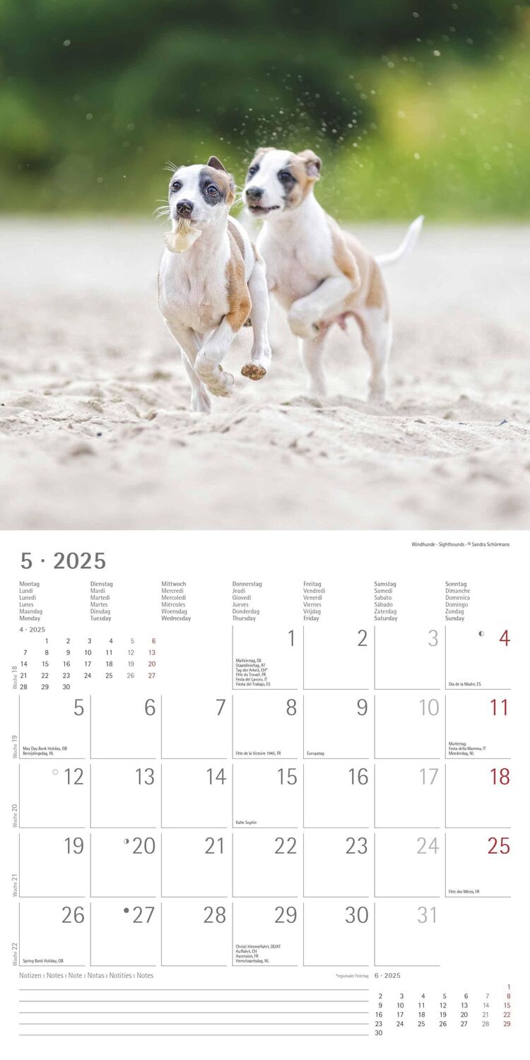 Bild: 4251732340667 | Welpen 2025 - Broschürenkalender 30x30 cm (30x60 geöffnet) -...