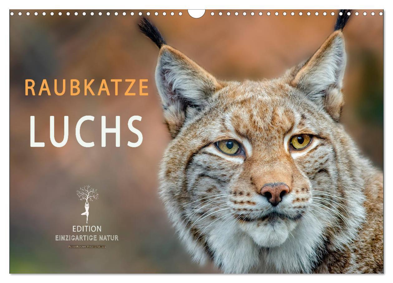 Cover: 9783435118397 | Raubkatze Luchs (Wandkalender 2025 DIN A3 quer), CALVENDO...