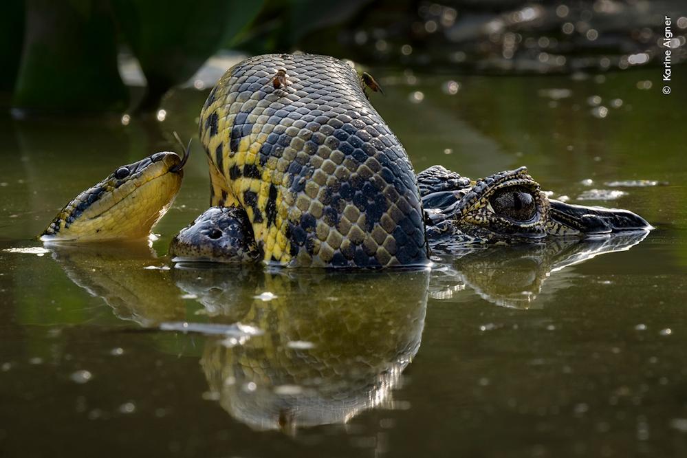 Bild: 9783957288721 | Wildlife Fotografien des Jahres - Portfolio 34 | Natural History