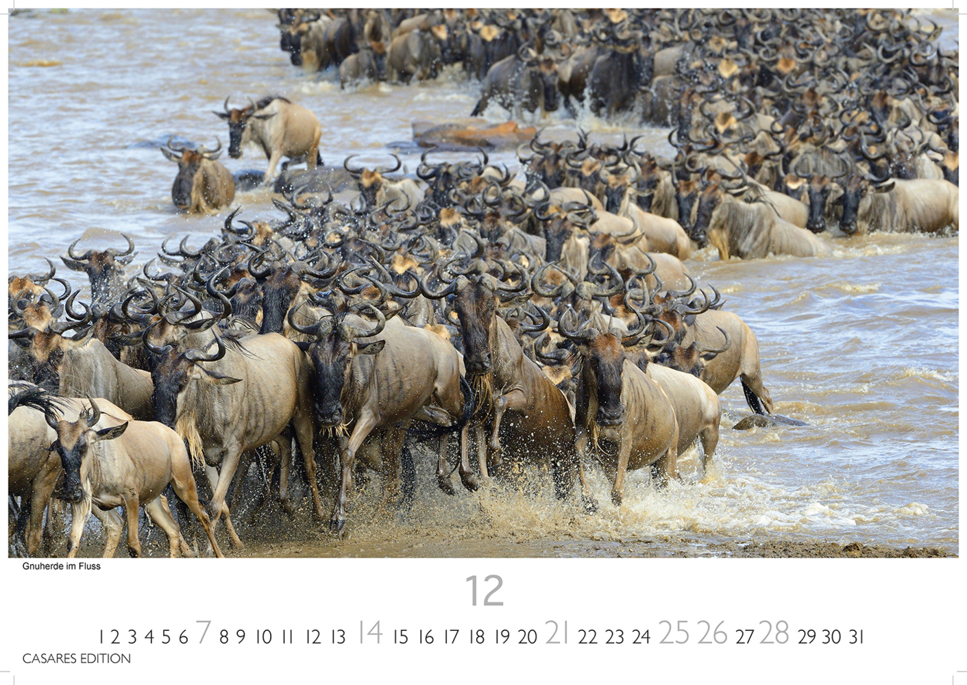 Bild: 9781835240601 | Kenia/Serengeti 2025 L 35x50cm | Kalender | 14 S. | Deutsch | 2025