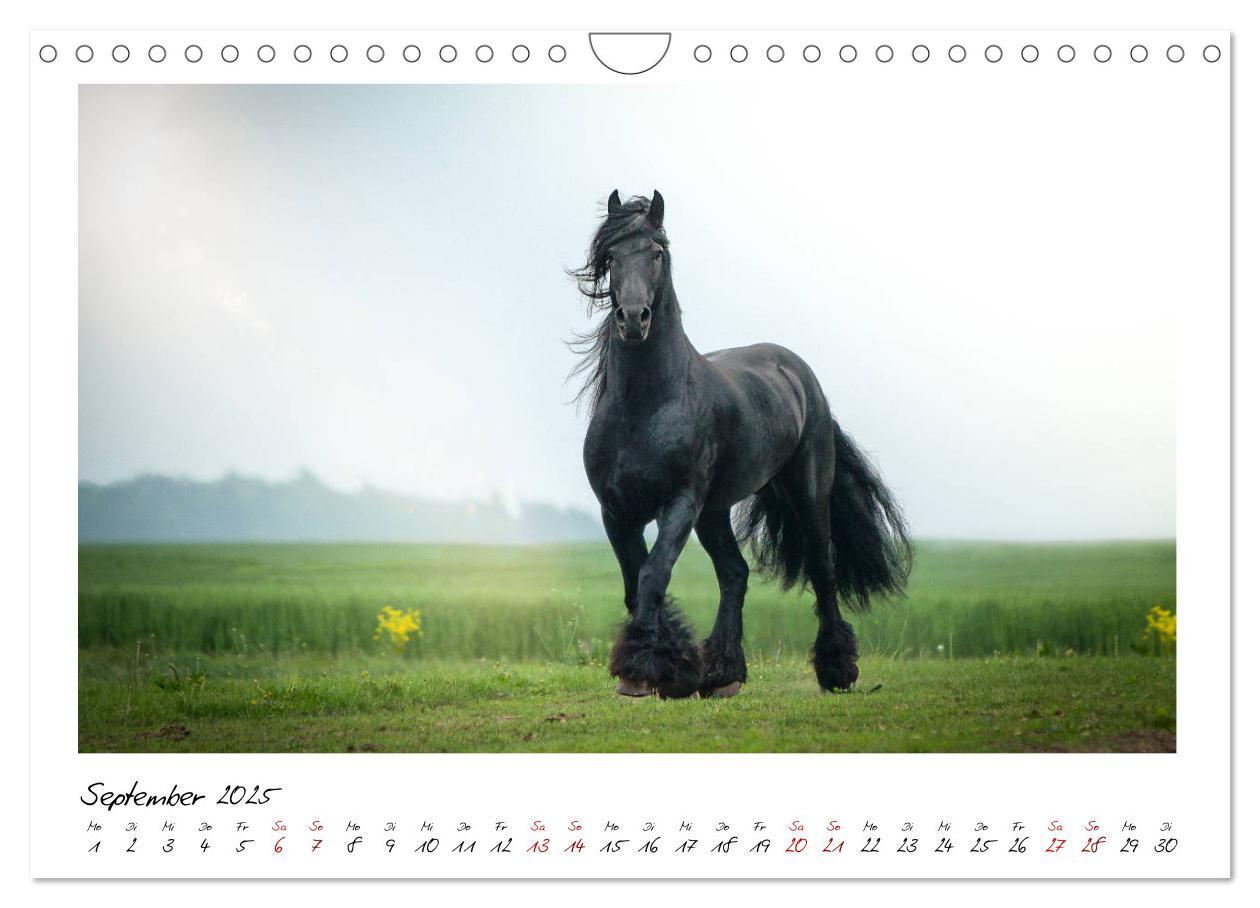 Bild: 9783435236343 | Friesen - stolze Giganten (Wandkalender 2025 DIN A4 quer), CALVENDO...