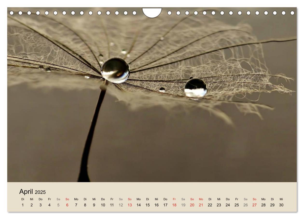 Bild: 9783435746910 | Naturjuwel Pusteblume (Wandkalender 2025 DIN A4 quer), CALVENDO...