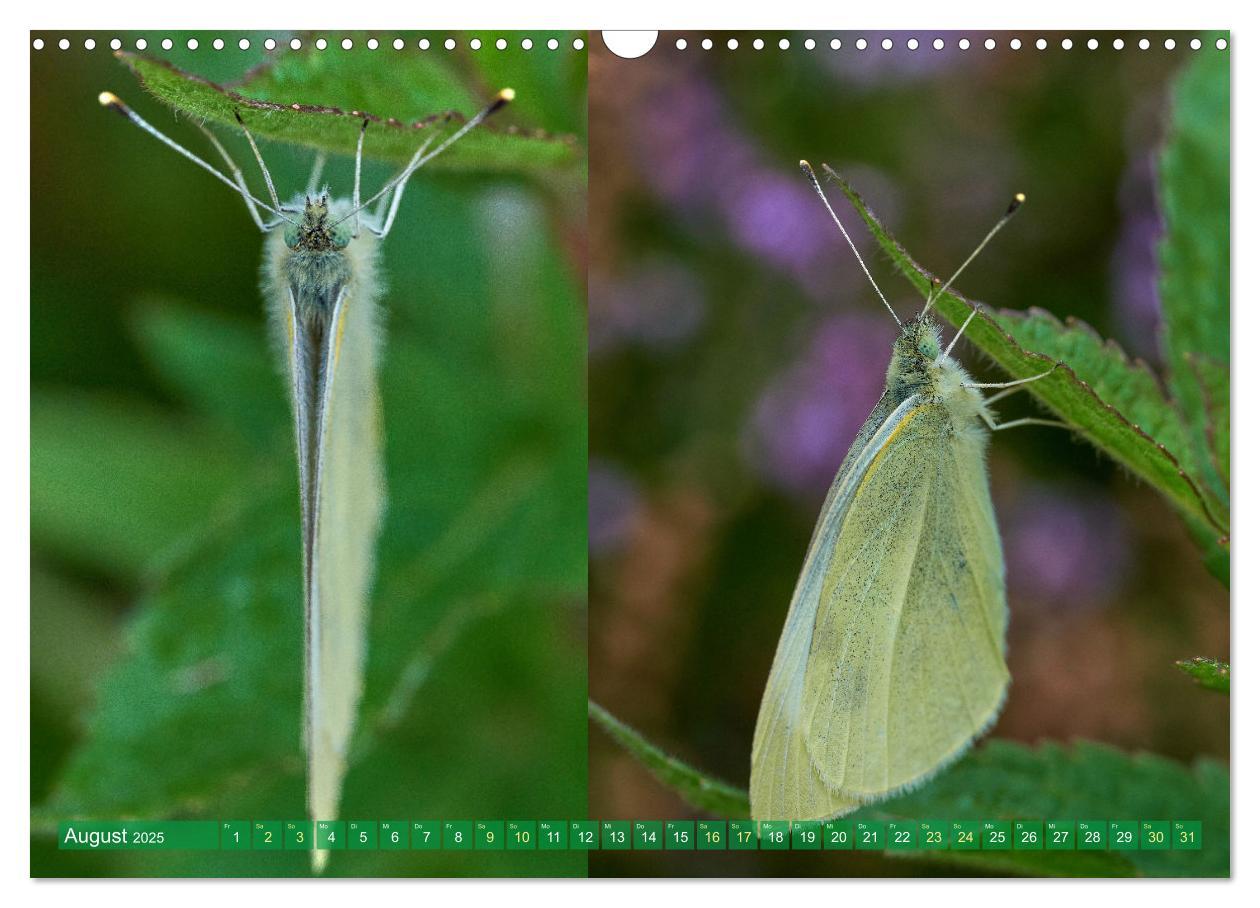 Bild: 9783383973659 | Schmetterlinge - von Blüte zu Blüte - (Wandkalender 2025 DIN A3...