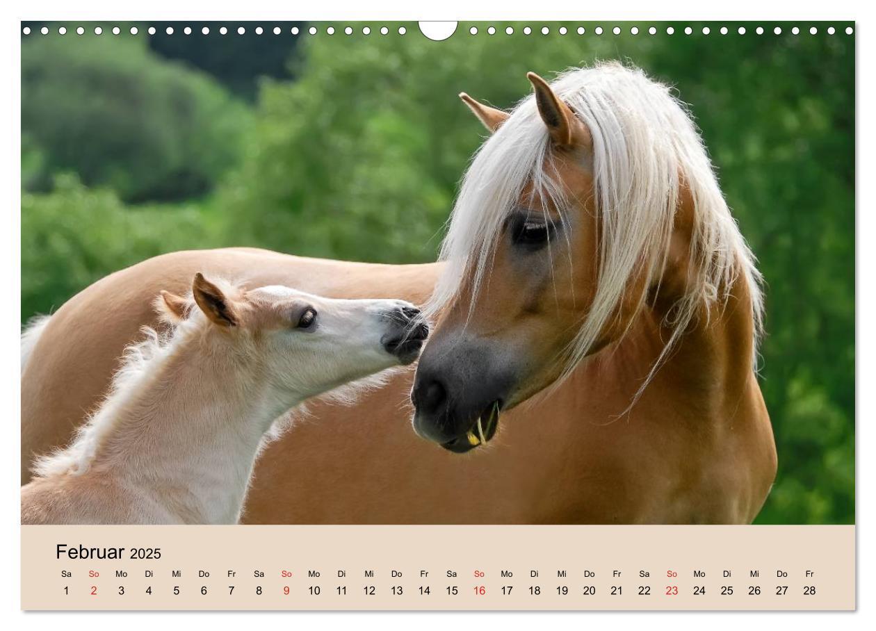 Bild: 9783435786213 | Haflinger Fohlen (Wandkalender 2025 DIN A3 quer), CALVENDO...