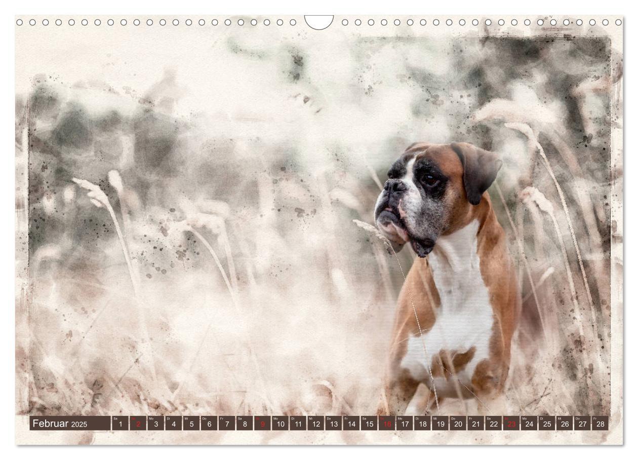 Bild: 9783435134281 | Boxer Photo&amp;Kunst (Wandkalender 2025 DIN A3 quer), CALVENDO...