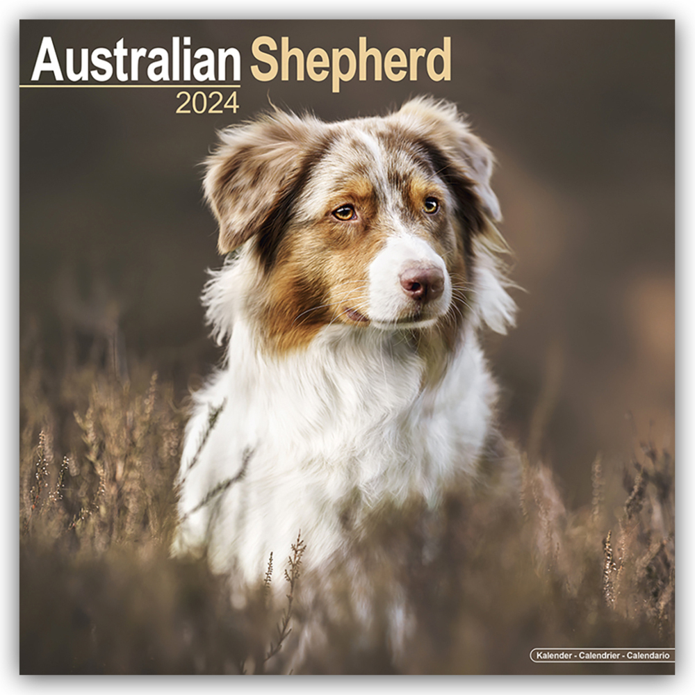 Cover: 9781804600078 | Australian Shepherd - Australische Schäferhunde 2024 -...