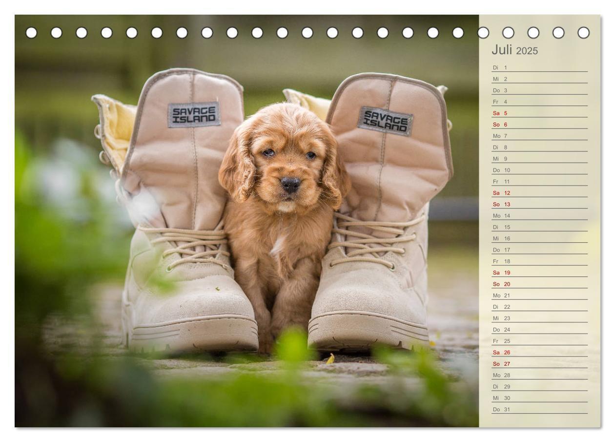 Bild: 9783435328925 | Englische Cocker Spaniel Welpen (Tischkalender 2025 DIN A5 quer),...