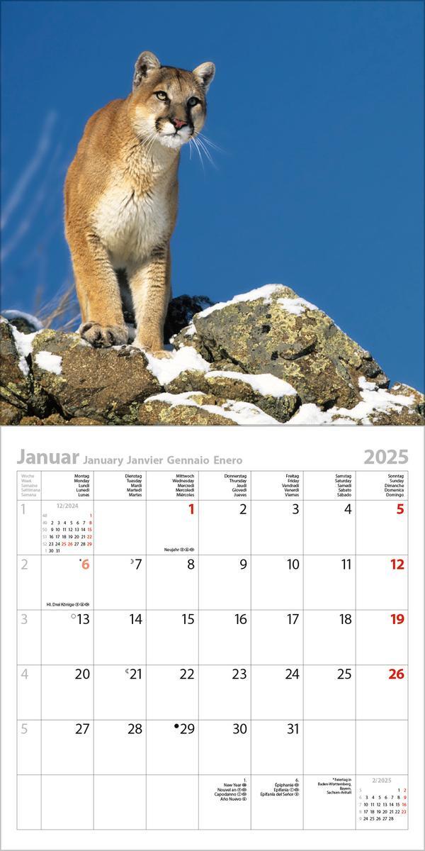 Bild: 9783731876410 | Big Cats 2025 | Verlag Korsch | Kalender | 13 S. | Deutsch | 2025