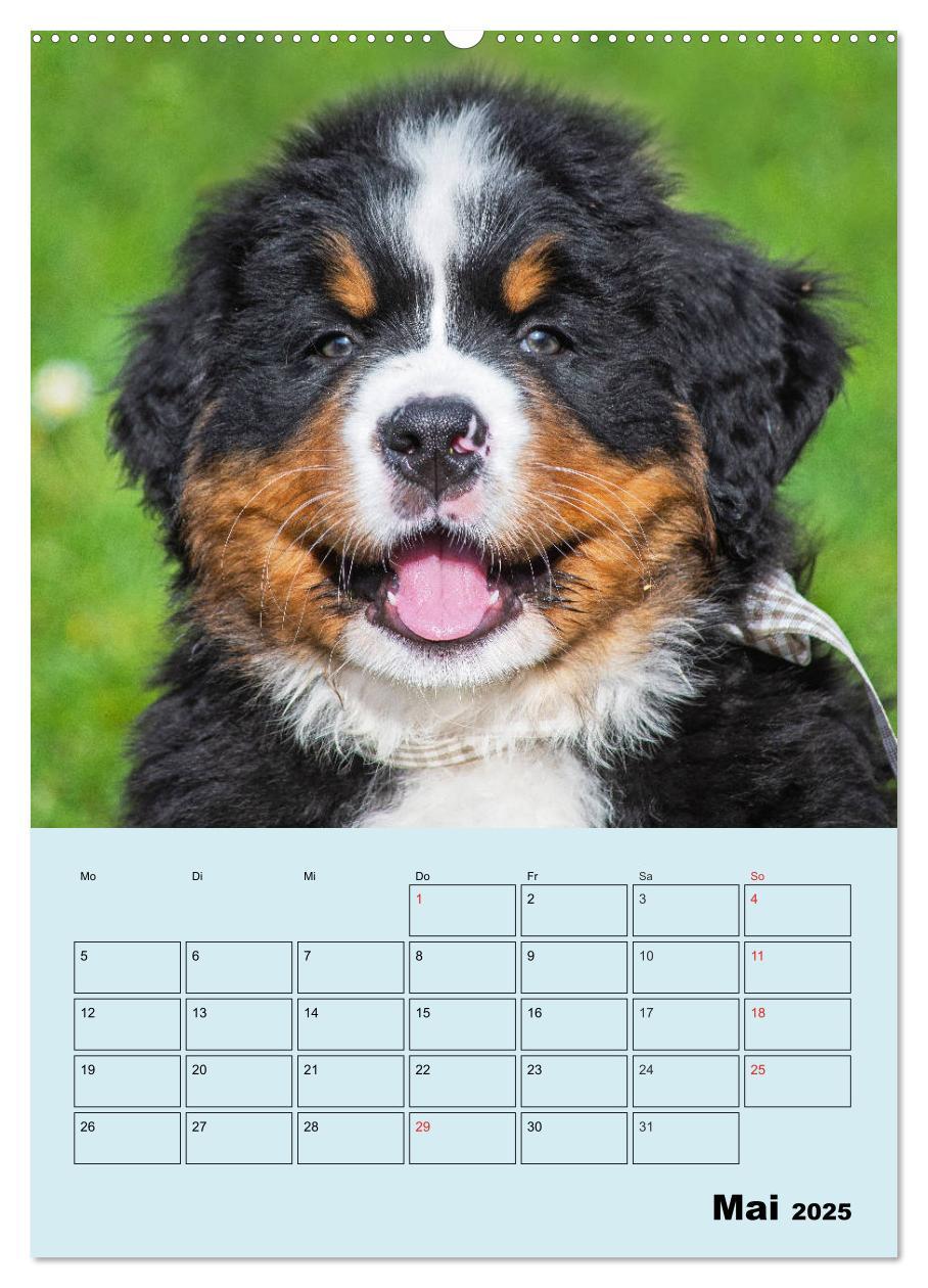 Bild: 9783435958672 | Familienplaner Berner Sennenhund Welpen (Wandkalender 2025 DIN A2...