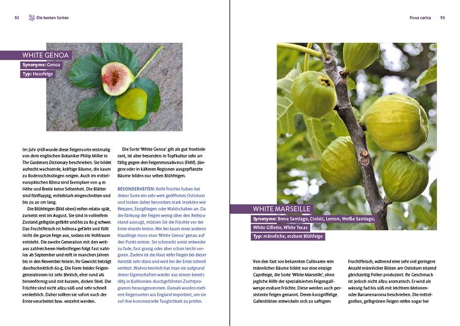 Bild: 9783818616212 | Feigen aus dem eigenen Garten | Christoph Seiler | Taschenbuch | 2022