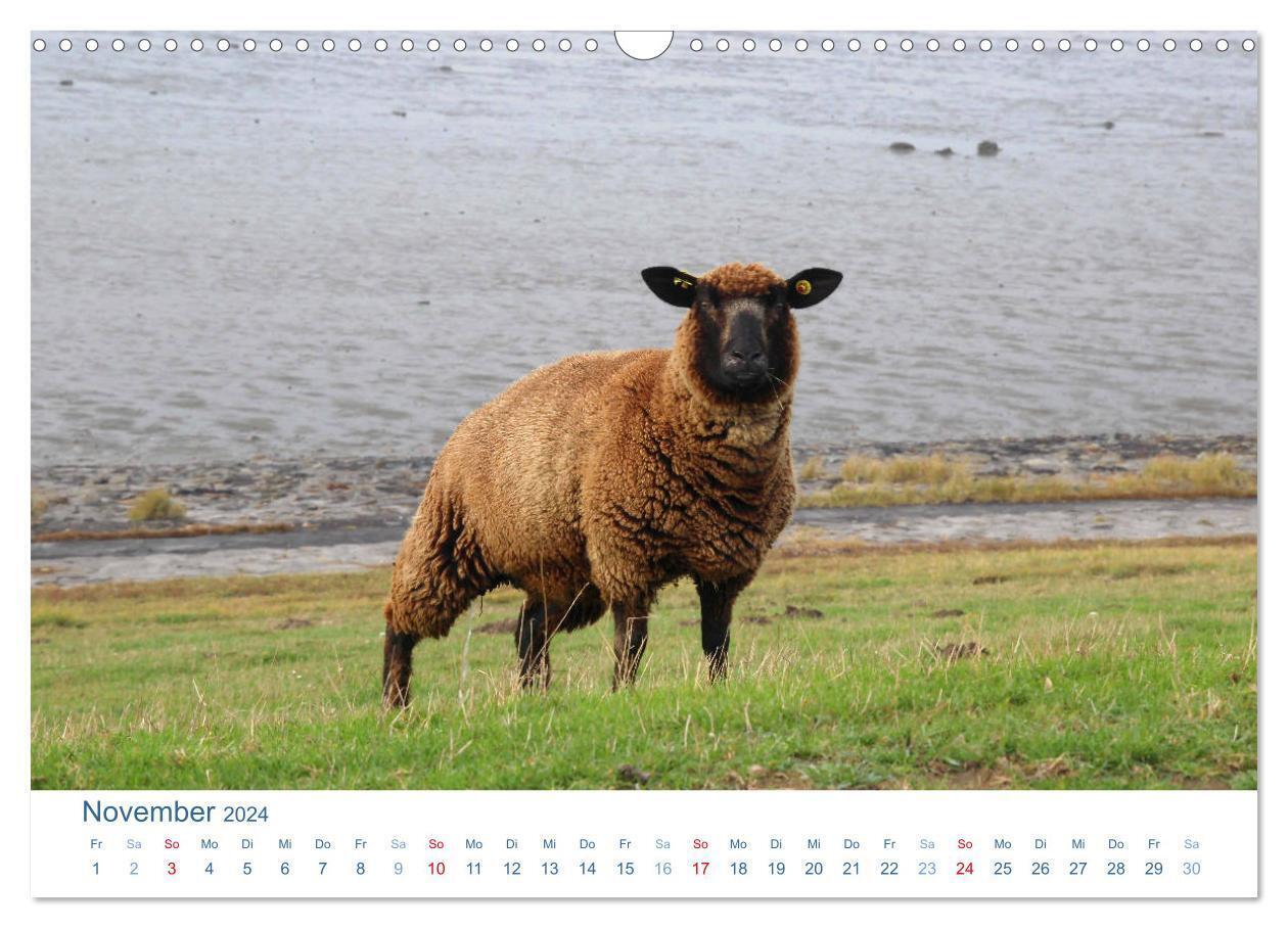 Bild: 9783383439773 | Schafe am Deich 2024. Tierische Impressionen von der Nordseeküste...