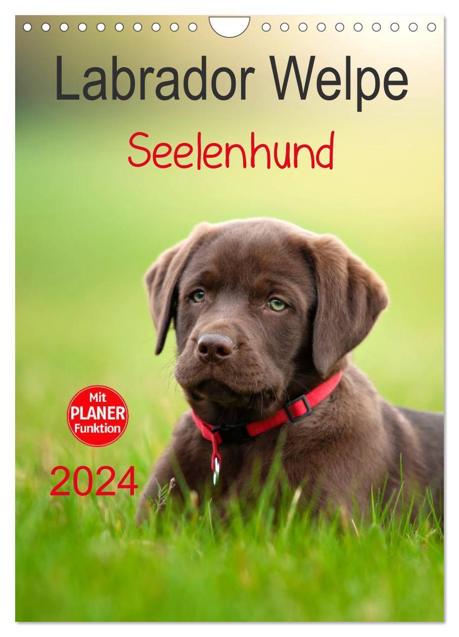 Cover: 9783383262500 | Labrador Welpe - Seelenhund (Wandkalender 2024 DIN A4 hoch),...