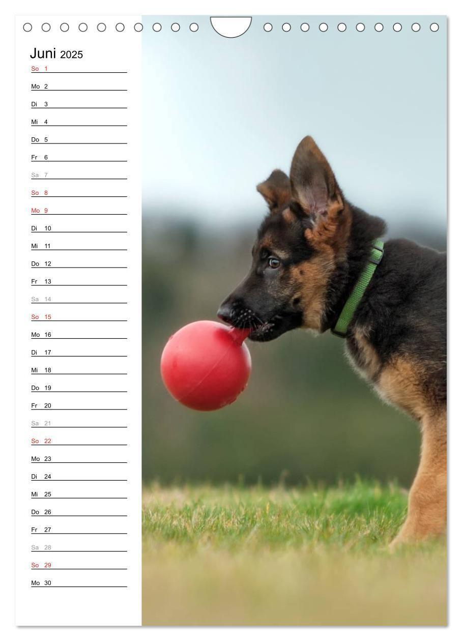 Bild: 9783457008874 | Deutscher Schäferhund - unser bester Freund (Wandkalender 2025 DIN...