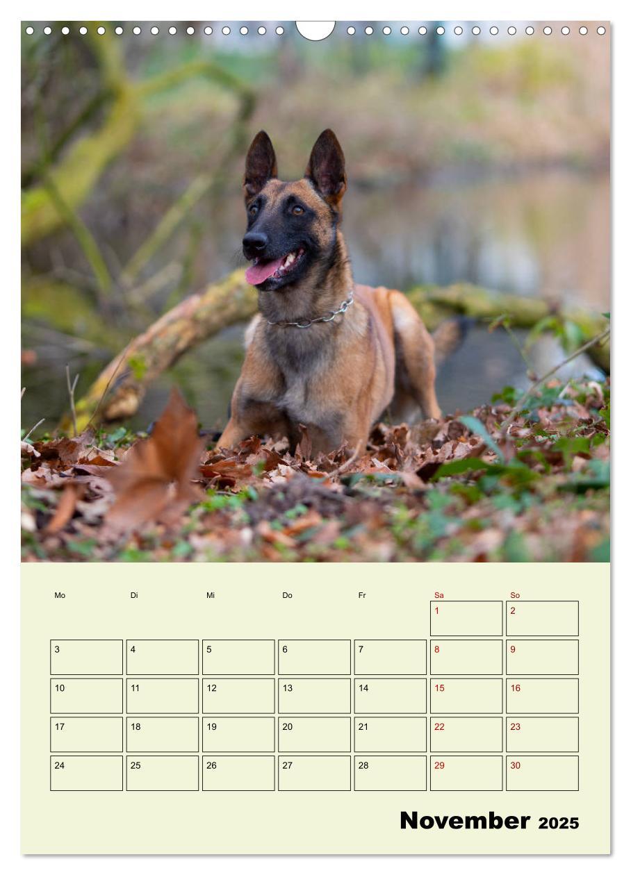 Bild: 9783435947065 | Malinois verlässliche Begleiter (Wandkalender 2025 DIN A3 hoch),...