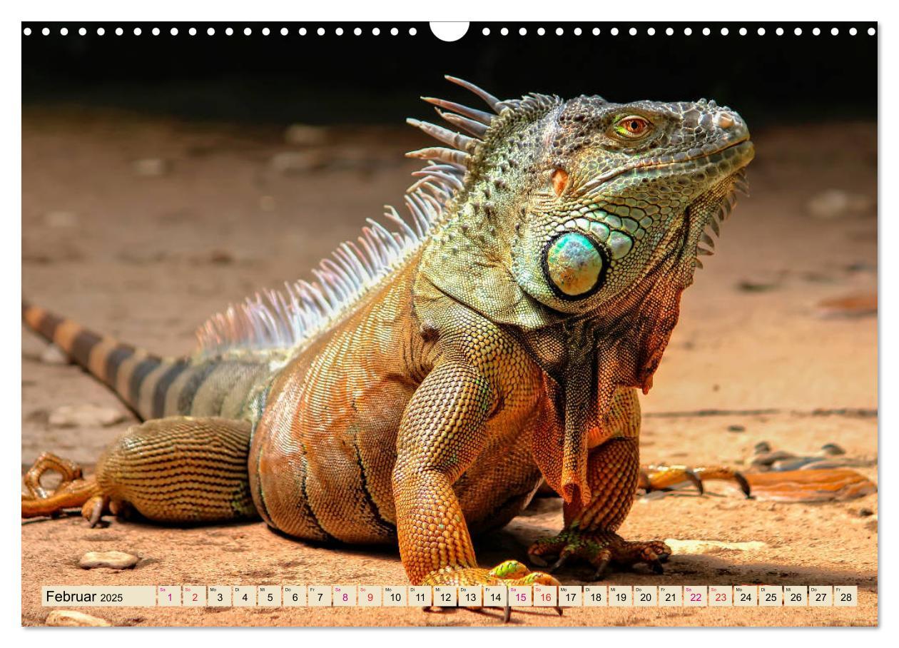 Bild: 9783435335527 | Wunderschöner Leguan (Wandkalender 2025 DIN A3 quer), CALVENDO...