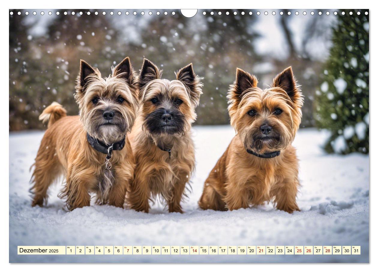 Bild: 9783435419906 | Cairn Terrier - lustiges Raubein aus Schottland (Wandkalender 2025...