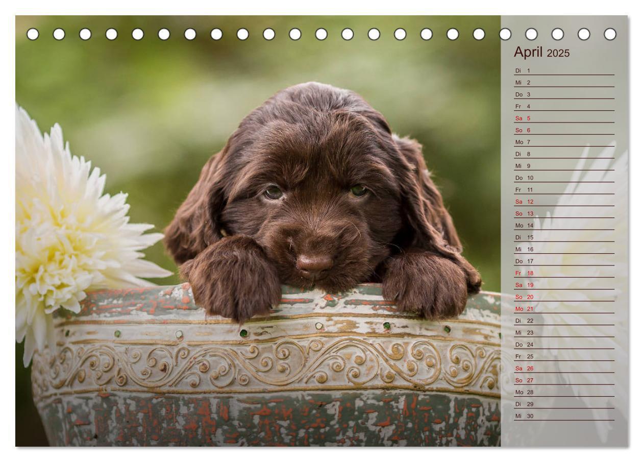 Bild: 9783435328925 | Englische Cocker Spaniel Welpen (Tischkalender 2025 DIN A5 quer),...