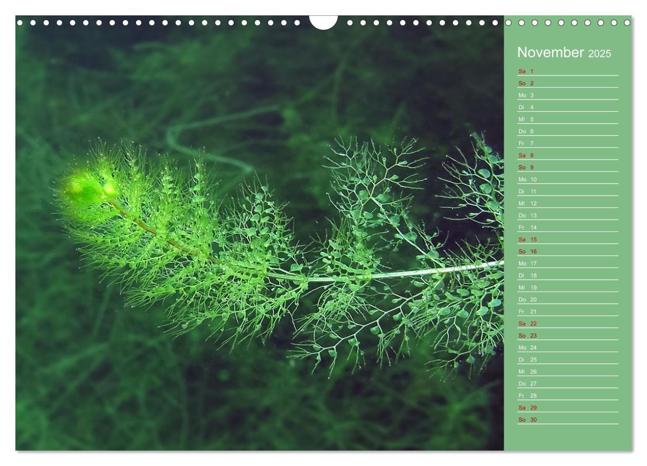 Bild: 9783435084821 | Baggersee - die grüne Welt (Wandkalender 2025 DIN A3 quer),...