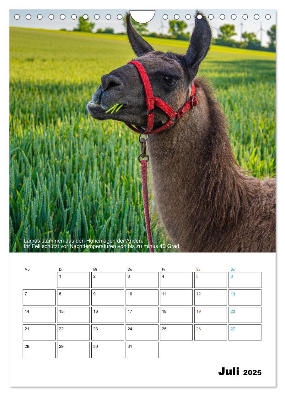 Bild: 9783435943203 | Liebenswerte Landtiere (Wandkalender 2025 DIN A4 hoch), CALVENDO...