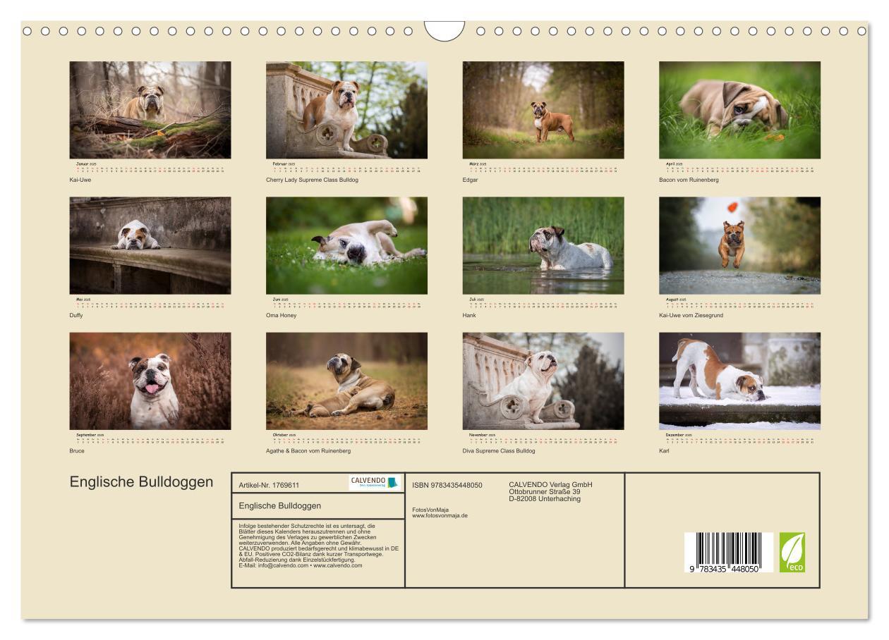 Bild: 9783435448050 | Englische Bulldoggen (Wandkalender 2025 DIN A3 quer), CALVENDO...