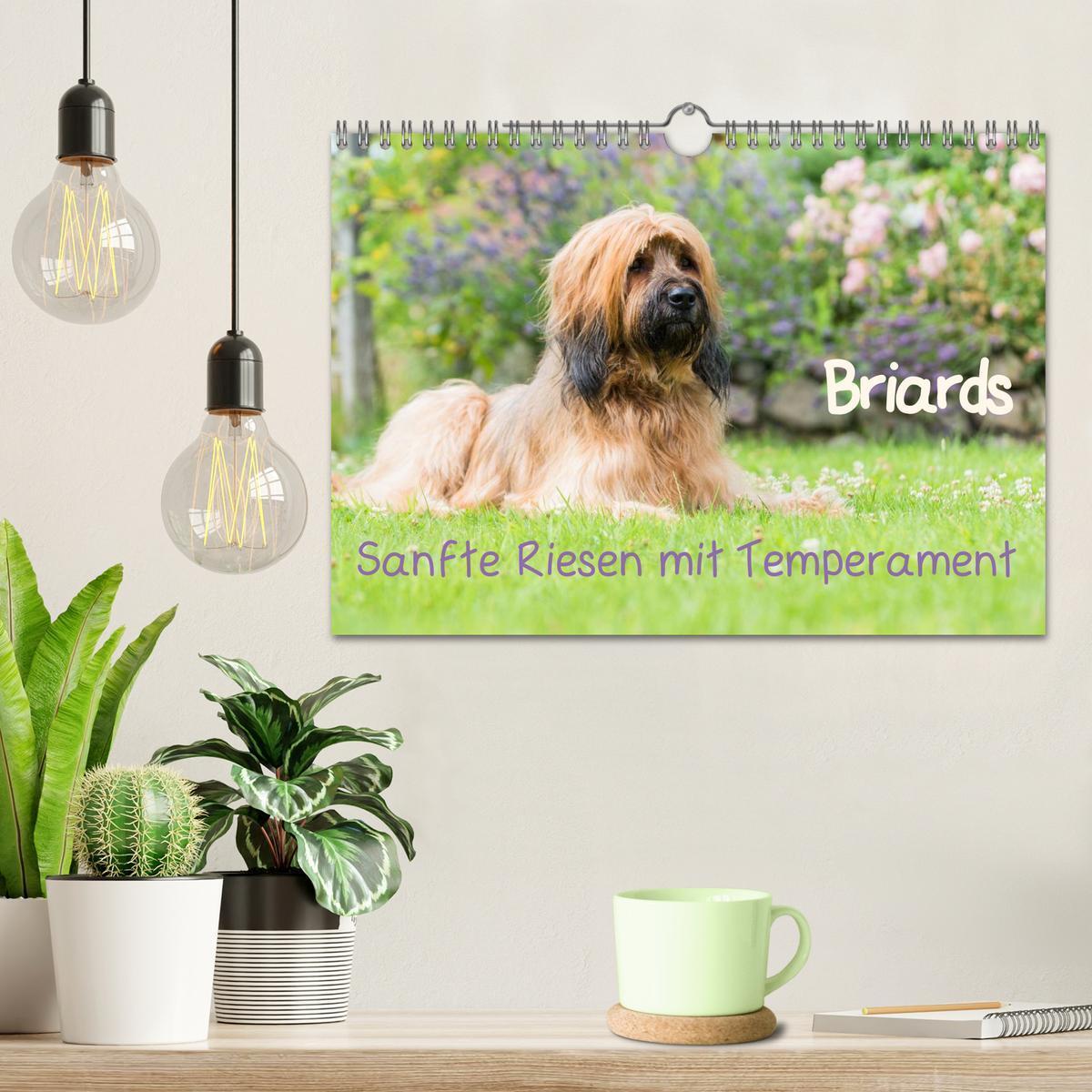 Bild: 9783435627189 | Briards - sanfte Riesen mit Temperament (Wandkalender 2025 DIN A4...