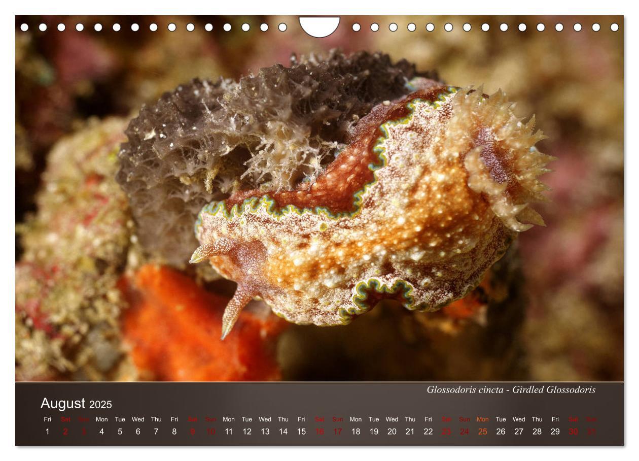 Bild: 9781325940516 | Nudibranchs on the ocean floor (Wall Calendar 2025 DIN A4...