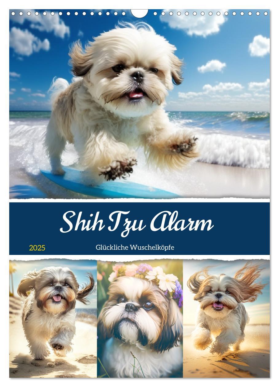 Cover: 9783435873623 | Shih Tzu Alarm. Glückliche Wuschelköpfe (Wandkalender 2025 DIN A3...