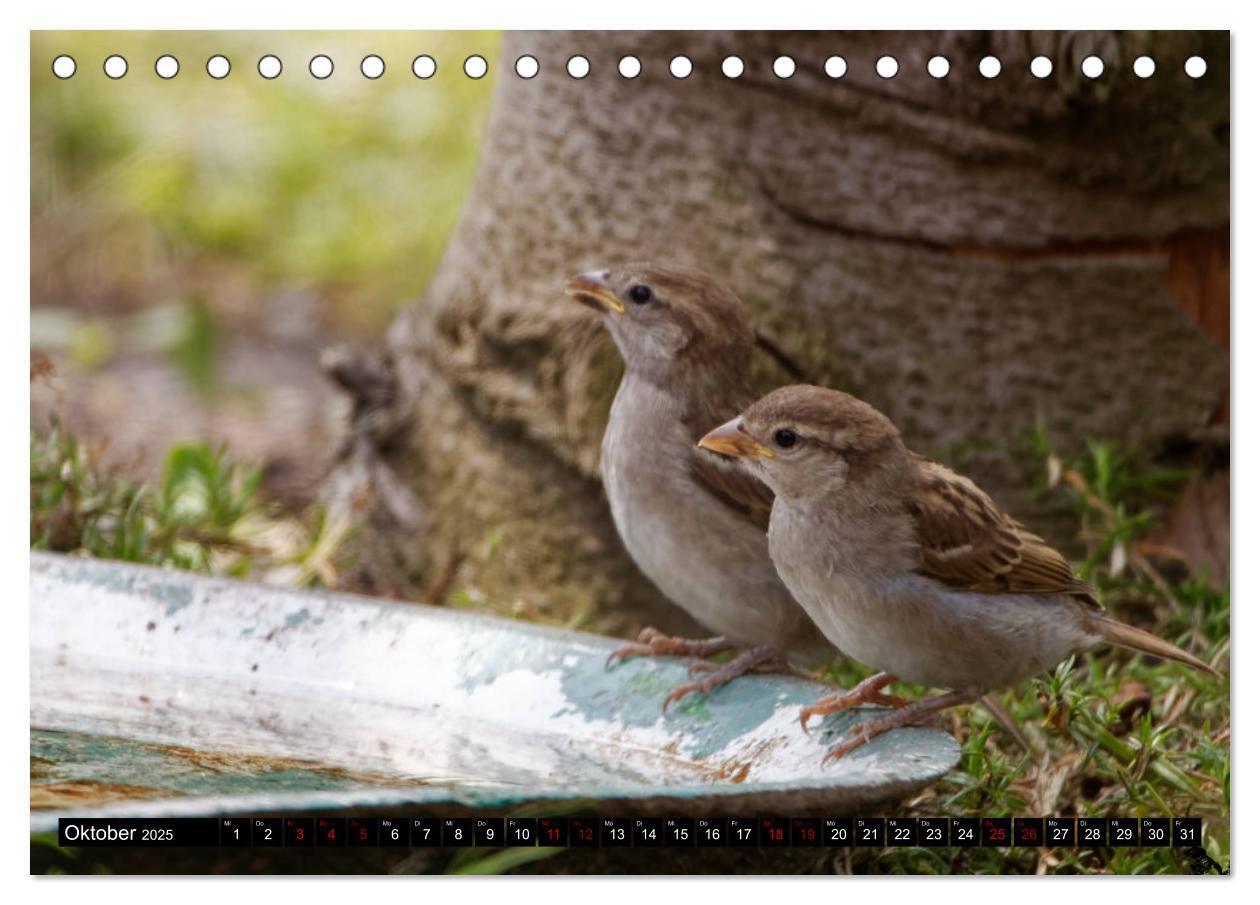 Bild: 9783435024612 | Vogelkinder - Junge Wildvögel (Tischkalender 2025 DIN A5 quer),...