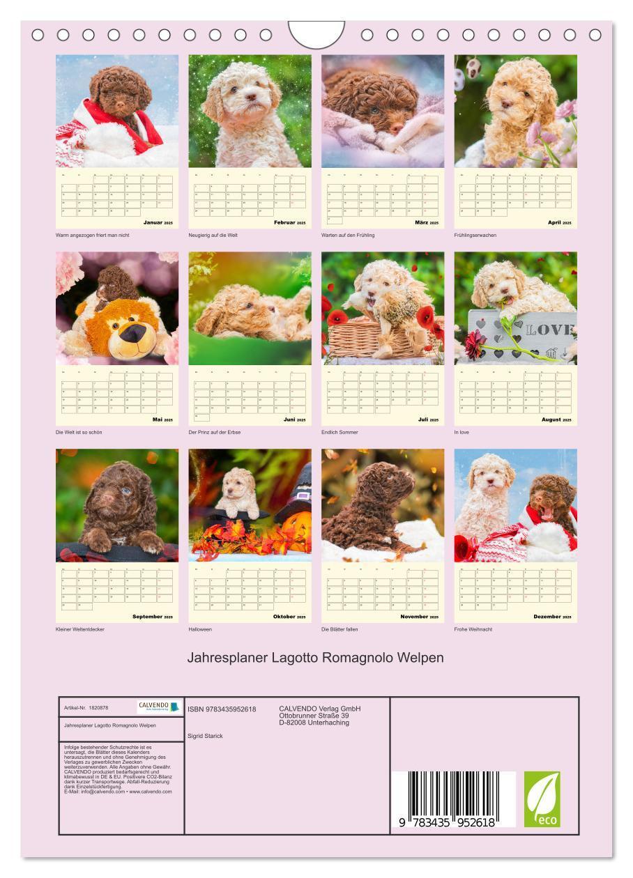 Bild: 9783435952618 | Jahresplaner Lagotto Romagnolo Welpen (Wandkalender 2025 DIN A4...