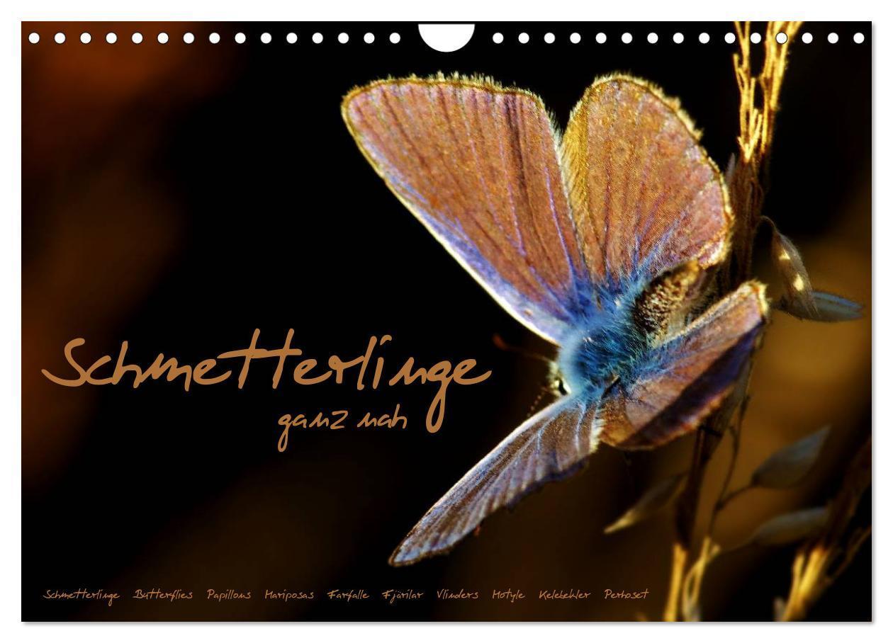 Cover: 9783383474088 | Schmetterlinge ganz nah (Wandkalender 2024 DIN A4 quer), CALVENDO...