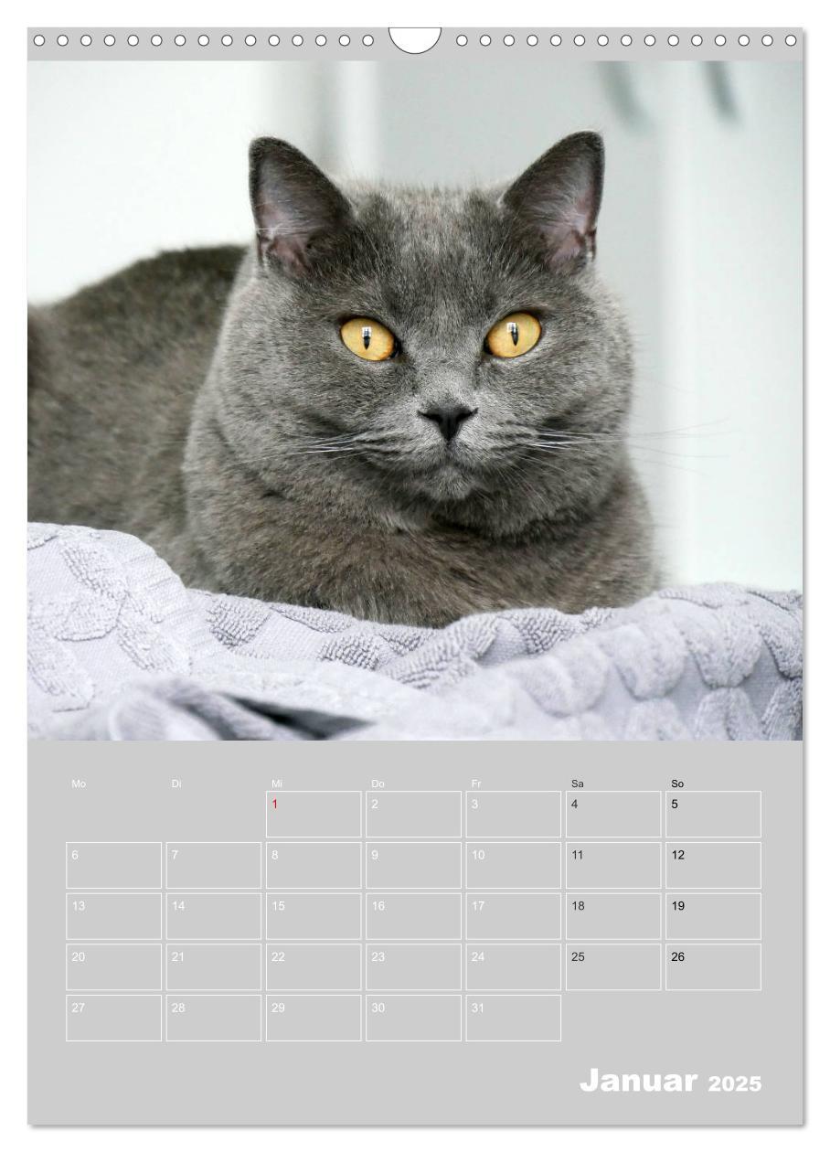 Bild: 9783435992072 | Graue Engel - Britischkurzhaar-Katzen (Wandkalender 2025 DIN A3...