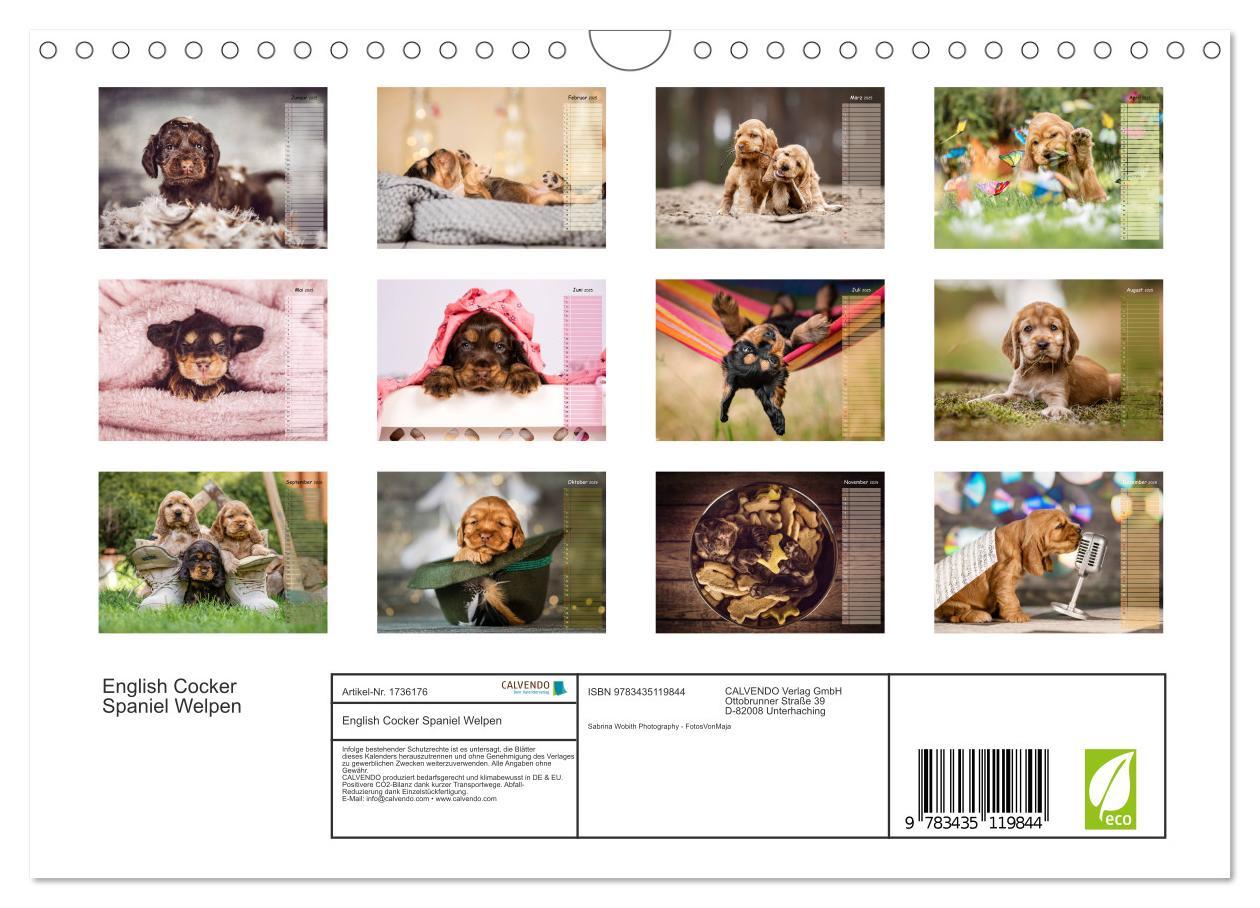 Bild: 9783435119844 | English Cocker Spaniel Welpen (Wandkalender 2025 DIN A4 quer),...