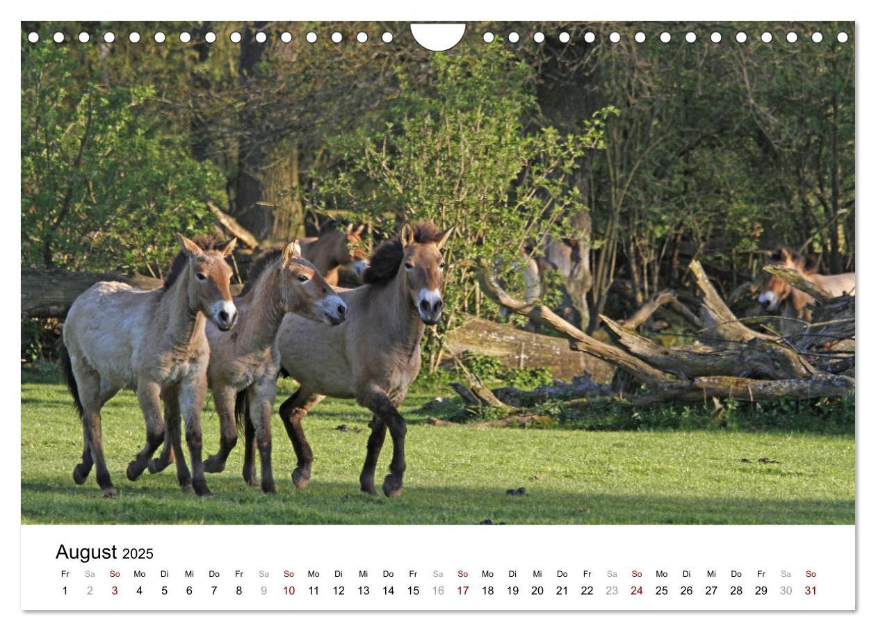 Bild: 9783435342495 | Faszination Przewalski-Pferde (Wandkalender 2025 DIN A4 quer),...