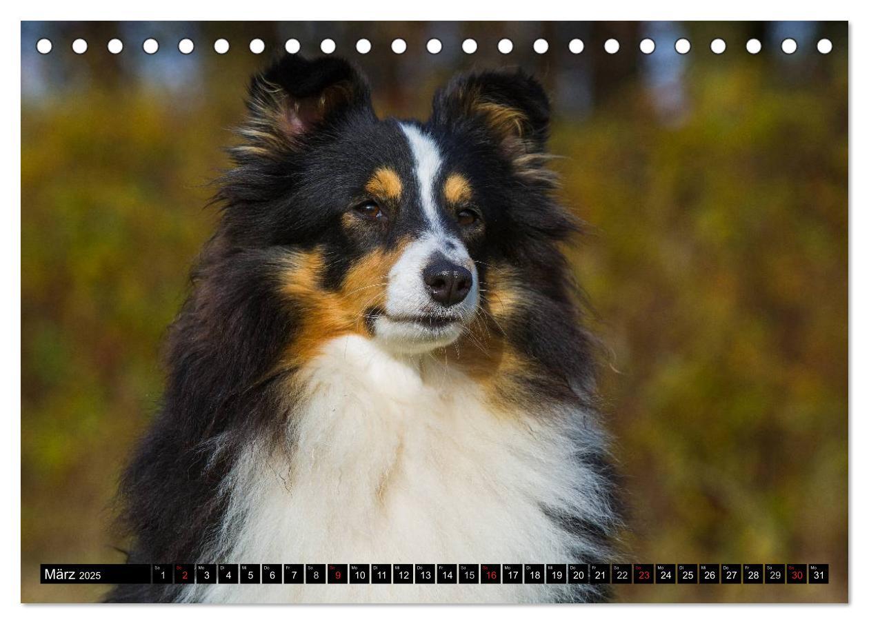 Bild: 9783435568758 | Traumhund Sheltie (Tischkalender 2025 DIN A5 quer), CALVENDO...