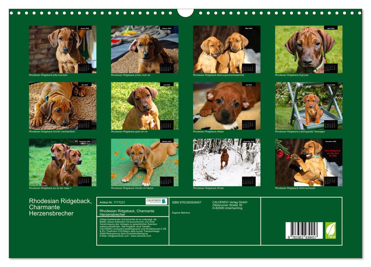 Bild: 9783383939457 | Rhodesian Ridgeback, Charmante Herzensbrecher (Wandkalender 2025...