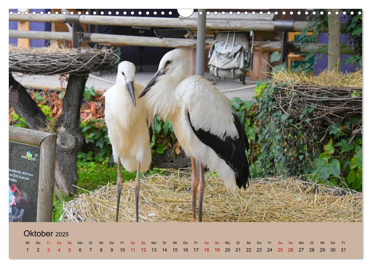 Bild: 9783435019779 | Der Storchenkalender (Wandkalender 2025 DIN A3 quer), CALVENDO...