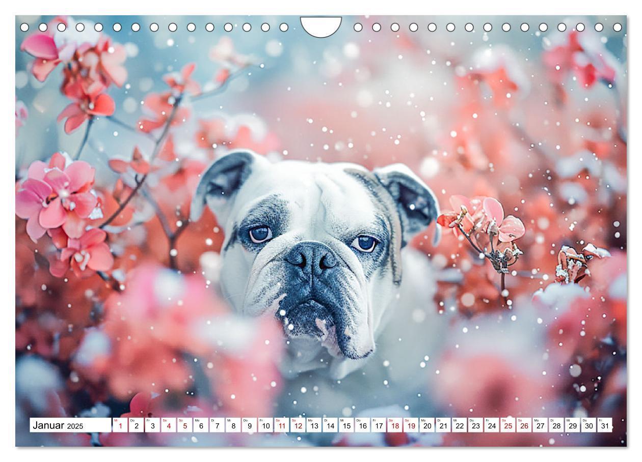 Bild: 9783383808050 | Englische Bulldoggen im Blütenmeer (Wandkalender 2025 DIN A4 quer),...