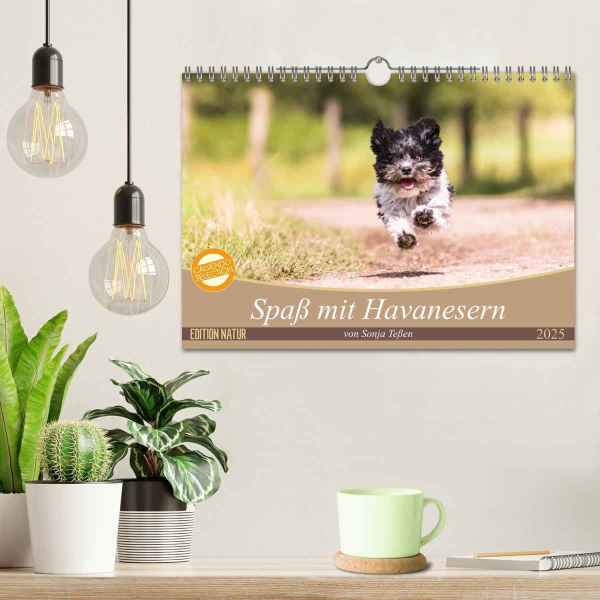 Bild: 9783435584703 | Spaß mit Havanesern (Wandkalender 2025 DIN A4 quer), CALVENDO...