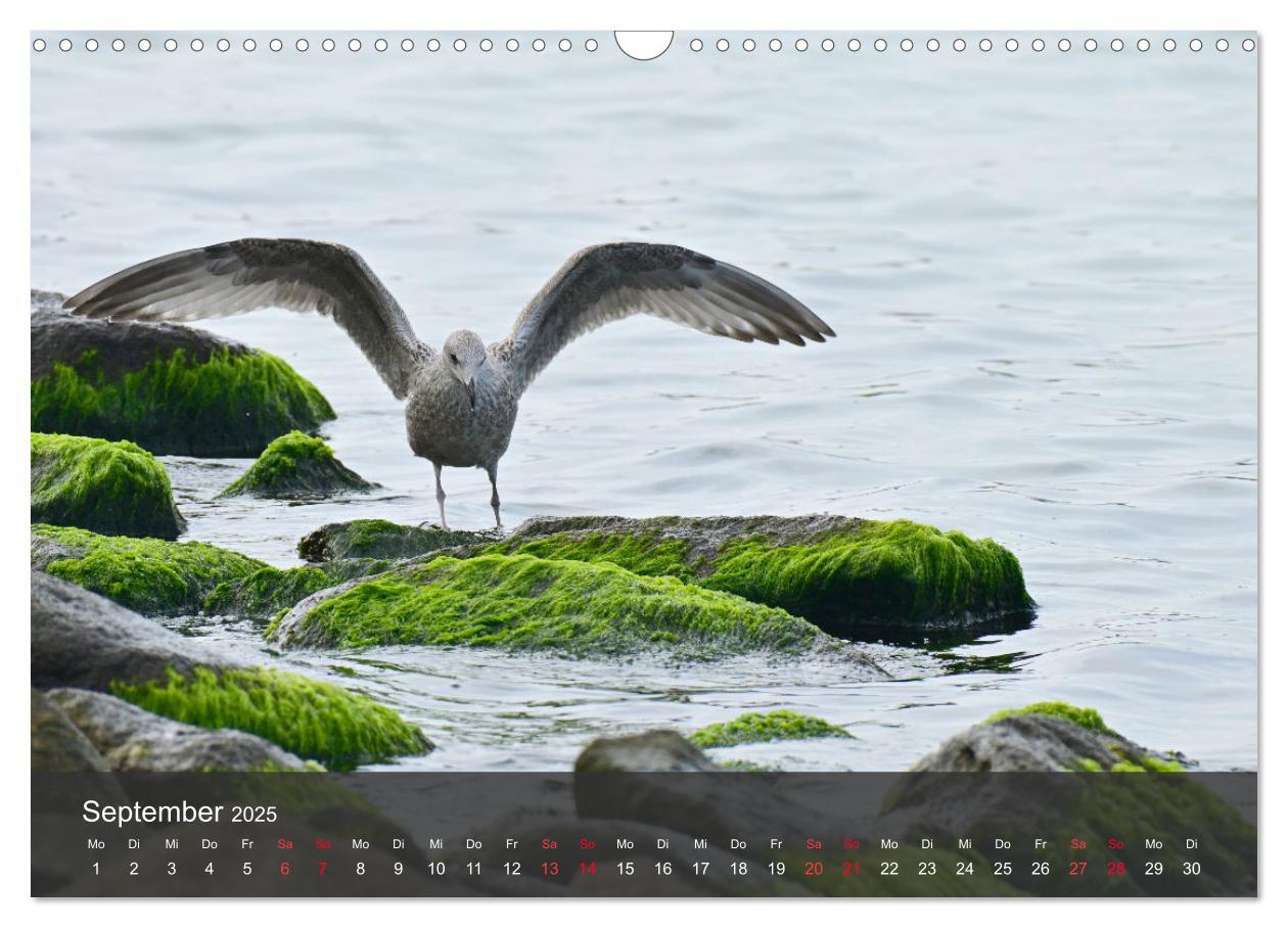 Bild: 9783383926143 | Strand und Küste - Möwen (Wandkalender 2025 DIN A3 quer), CALVENDO...