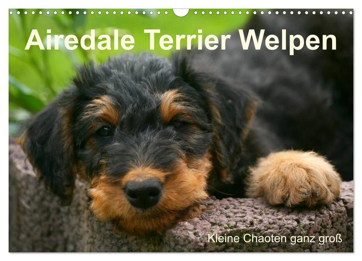 Cover: 9783435747290 | Airedale Terrier Welpen (Wandkalender 2025 DIN A3 quer), CALVENDO...