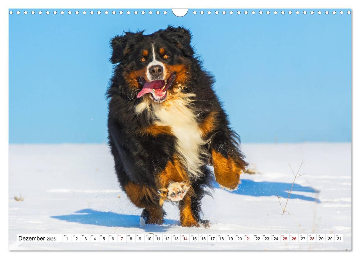 Bild: 9783435380800 | Faszinierende Schönheit Berner Sennenhund (Wandkalender 2025 DIN A3...