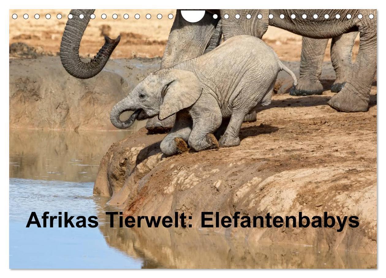 Cover: 9783383515217 | Afrikas Tierwelt: Elefantenbabys (Wandkalender 2024 DIN A4 quer),...