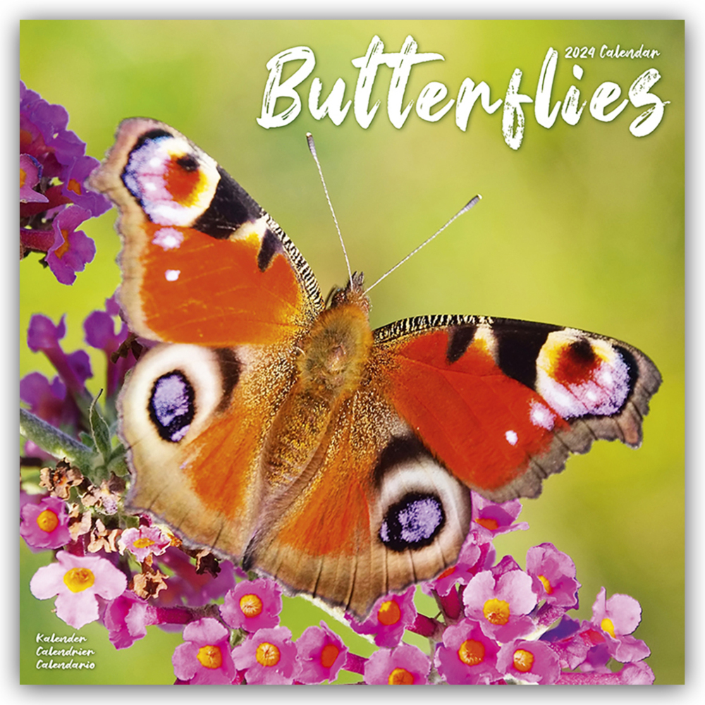 Cover: 9781804601297 | Butterflies - Schmetterlinge 2024 - 16-Monatskalender | Ltd | Kalender
