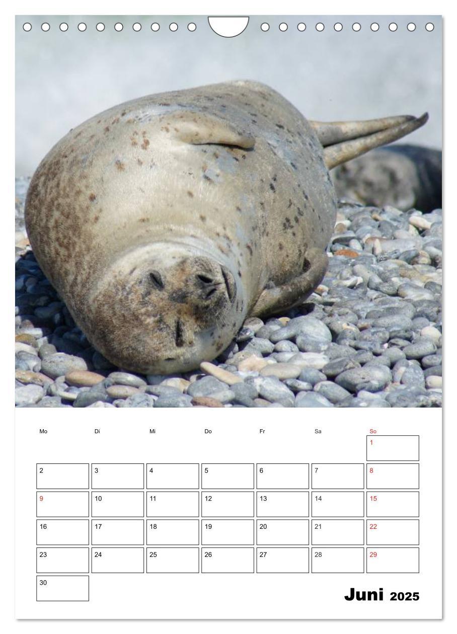 Bild: 9783457010945 | Liebenswerte Robben (Wandkalender 2025 DIN A4 hoch), CALVENDO...