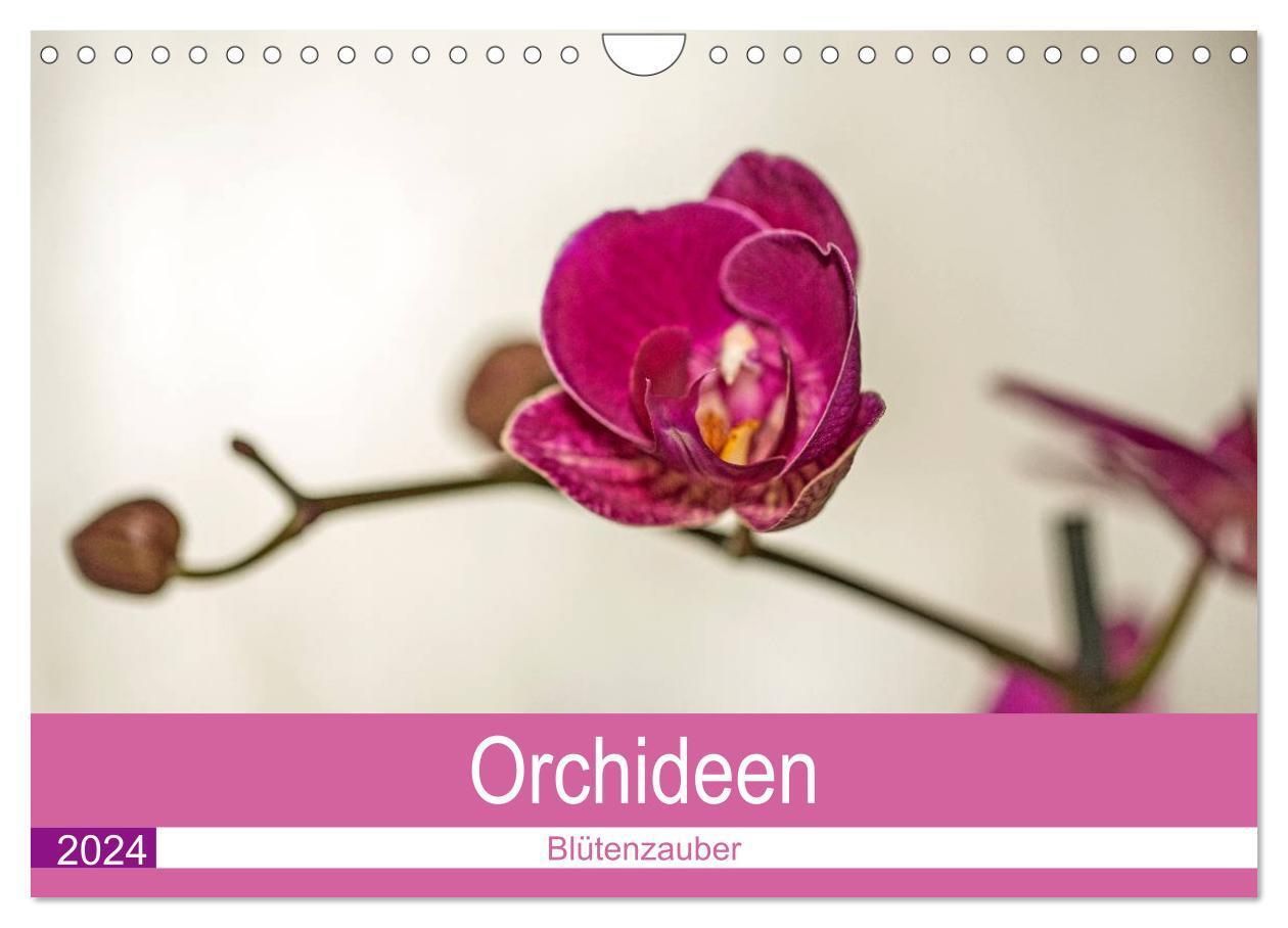 Cover: 9783675902916 | Blütenzauber Orchideen (Wandkalender 2024 DIN A4 quer), CALVENDO...